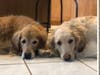 Meet Max and Tobi! They have been chosen as Warren Patch's Pets Of The Week. 