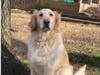 Meet Max and Tobi! They have been chosen as Warren Patch's Pets Of The Week. 