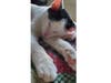 Meet Essex! He has been chosen as Clark-Garwood Patch's Pet Of The Week.