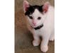 Meet Essex! He has been chosen as Clark-Garwood Patch's Pet Of The Week.