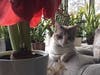 Meet LuLu! She has been chosen as Bridgewater Patch's Pet Of The Week. 