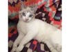 Meet LuLu! She has been chosen as Bridgewater Patch's Pet Of The Week. 