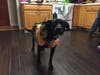 Meet Sparky! He has been chosen as Clark-Garwood Patch's Pet Of The Week.
