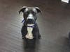 Meet Sparky! He has been chosen as Clark-Garwood Patch's Pet Of The Week.