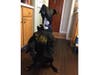 Meet Sparky! He has been chosen as Clark-Garwood Patch's Pet Of The Week.