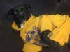 Meet Sparky! He has been chosen as Clark-Garwood Patch's Pet Of The Week.