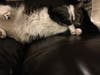Meet Princess Sprinkles! She has been chosen as Scotch Plains-Fanwood Patch's Pet Of The Week.