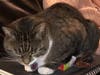 Meet Princess Sprinkles! She has been chosen as Scotch Plains-Fanwood Patch's Pet Of The Week.
