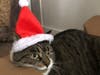 Meet Princess Sprinkles! She has been chosen as Scotch Plains-Fanwood Patch's Pet Of The Week.