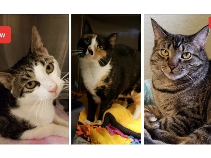 The Somerset Regional Animal Shelter has reopened and is now offering fostering and adoptions by appointment to help bring revenue in.