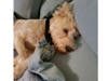 Meet Odin! He has been chosen as Clark-Garwood Patch's Pet Of The Week. 