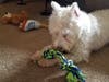 Meet Odin! He has been chosen as Clark-Garwood Patch's Pet Of The Week. 