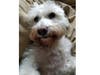 Meet Odin! He has been chosen as Clark-Garwood Patch's Pet Of The Week. 