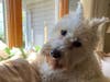 Meet Odin! He has been chosen as Clark-Garwood Patch's Pet Of The Week. 