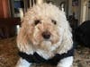 Meet Nina! She has been chosen as Hillsborough Ridge Patch's Pet Of The Week.