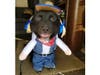 Meet Bella! She has been chosen as Scotch Plains-Fanwood Patch's Pet Of The Week.