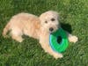 Meet Buddy! He has been chosen as Warren Patch's Pet Of The Week.