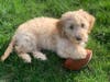 Meet Buddy! He has been chosen as Warren Patch's Pet Of The Week.
