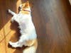 Meet Bruno! He has been chosen as Basking Ridge Patch's Pet Of The Week.