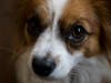 Meet Bruno! He has been chosen as Basking Ridge Patch's Pet Of The Week.