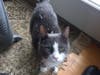 Meet Fluffy! She has been chosen as Bridgewater Patch's Pet Of The Week. 