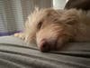 Meet Zazu! He has been chosen as Clark-Garwood Patch's Pet Of The Week.