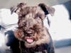 Meet Jupiter! He has been chosen as Hillsborough Patch's Pet Of The Week.