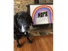 Meet Rumba! She has been chosen as Scotch Plains-Fanwood Patch's Pet Of The Week.