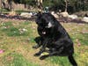 Meet Rumba! She has been chosen as Scotch Plains-Fanwood Patch's Pet Of The Week.
