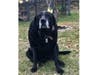 Meet Rumba! She has been chosen as Scotch Plains-Fanwood Patch's Pet Of The Week.