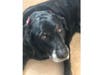 Meet Rumba! She has been chosen as Scotch Plains-Fanwood Patch's Pet Of The Week.