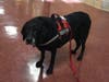 Meet Rumba! She has been chosen as Scotch Plains-Fanwood Patch's Pet Of The Week.