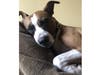 Meet Zoey! She has been chosen as Basking Ridge Patch's Pet Of The Week. 