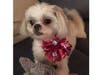 Meet Abby! She has been chosen as Bridgewater Patch's Pet Of The Week. 