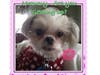 Meet Abby! She has been chosen as Bridgewater Patch's Pet Of The Week. 