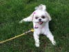 Meet Abby! She has been chosen as Bridgewater Patch's Pet Of The Week. 