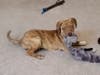 Meet Tiki! He has been chosen as Clark-Garwood Patch's Pet Of The Week.