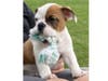 Meet Ollie! He has been chosen as Scotch Plains-Fanwood Patch's Pet Of The Week.