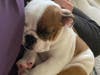 Meet Ollie! He has been chosen as Scotch Plains-Fanwood Patch's Pet Of The Week.