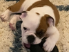 Meet Ollie! He has been chosen as Scotch Plains-Fanwood Patch's Pet Of The Week.