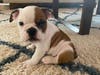 Meet Ollie! He has been chosen as Scotch Plains-Fanwood Patch's Pet Of The Week.