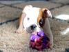 Meet Ollie! He has been chosen as Scotch Plains-Fanwood Patch's Pet Of The Week.