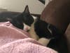 Meet Gypsy! She has been chosen as Basking Ridge Patch's Pet Of The Week. 