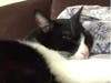Meet Gypsy! She has been chosen as Basking Ridge Patch's Pet Of The Week. 
