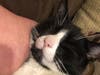 Meet Gypsy! She has been chosen as Basking Ridge Patch's Pet Of The Week. 