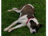 Meet Maisy! She has been chosen as Bridgewater Patch's Pet Of The Week. 