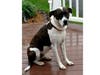 Meet Maisy! She has been chosen as Bridgewater Patch's Pet Of The Week. 