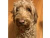 Meet Sky! She has been chosen as Bridgewater Patch's Pet Of The Week. 