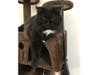 Meet MiMi! She has been chosen as Hillsborough Patch's Pet Of The Week.