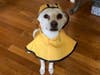 Meet Cookie! She has been chosen as Scotch Plains-Fanwood Patch's Pet Of The Week.